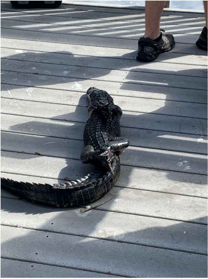 Gator 